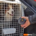 Сумки, переноски для животных Ferplast Atlas Classic 50 73050021 (серый/черный) Сумки, переноски для животных Ferplast Atlas Classic 50 73050021 (серый/черный)