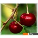 Краски и эмали Super Decor Rubber 3 кг (№04 дикая вишня)