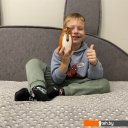 Развивающие игрушки Брестская Фабрика Сувениров Собаки разных пород (набор 7 шт)