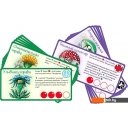 Настольные игры Правильные игры Эволюция. Трава и грибы