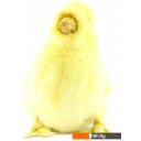 Мягкие игрушки Hansa Сreation Утенок 4857 (20 см)