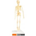 Игры-опыты, эксперименты Bondibon Японские опыты. Человек. Кости и мышцы ВВ4728