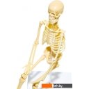 Игры-опыты, эксперименты Bondibon Японские опыты. Человек. Кости и мышцы ВВ4728