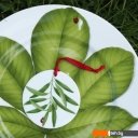 Тарелки, салатники, блюда и наборы Taitu Freedom Leaf 1-86-D