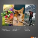 Сушилки для овощей и фруктов Redmond (Редмонд) FD1104