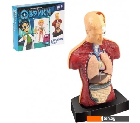 - Игры-опыты, эксперименты Эврики Строение тела 2772940 - Строение тела 2772940