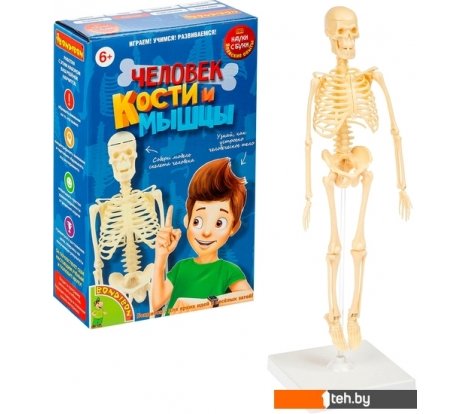  - Игры-опыты, эксперименты Bondibon Японские опыты. Человек. Кости и мышцы ВВ4728 - Японские опыты. Человек. Кости и мышцы ВВ4728